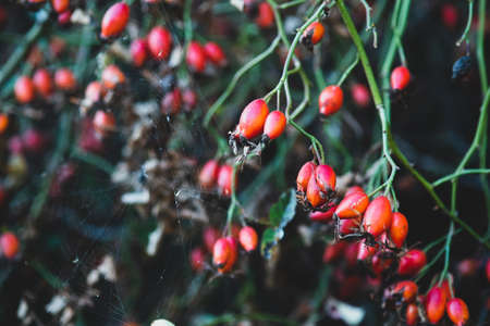 red rosehip on a bush on a branch in autumn sunny weather