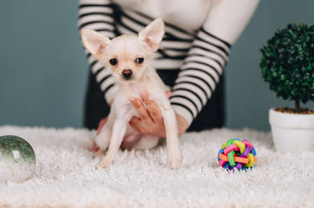 White chihuahua puppy sits on a white rug. hold the puppy. blue background