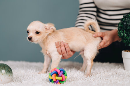 Chihuahua puppy is afraid. dog health concept.の写真素材