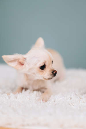 close-up photo of a white chihuahua that looks away. Puppy alone in the frame on a blue background.の写真素材