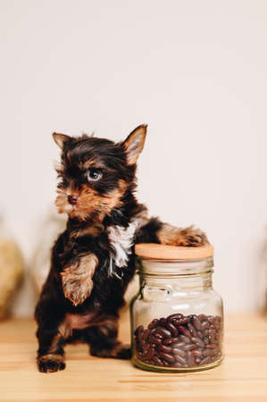 Black Yorkshire Terrier Puppy in the Kitchen put one paw on the jar. Yorkshire Terrier on a Wooden Kitchen Table Stand Looking Away.の写真素材