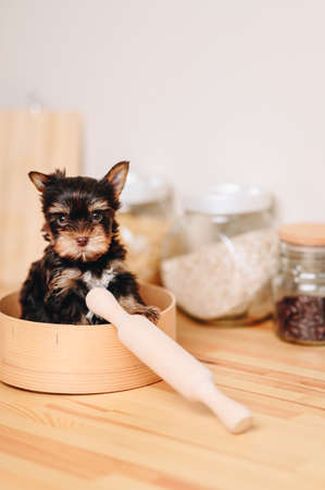 Serious Scowling Little Yorkshire Terrier Puppy Stands on a Wooden Kitchen Table. Puppy Stands Among...