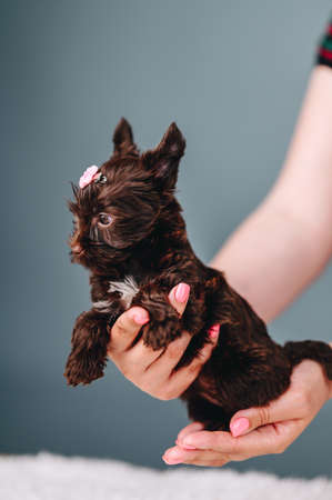 Cute and curious brown puppy or pet posing on blue studio background in human hands. Yorkshire...