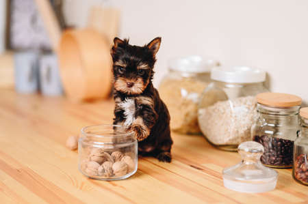 Small Puppy with Serious Look. Brown Black Yorkshire Terrier on Wooden Kitchen Table. Puppy Put His Paw on Glass Jar with Nuts.の写真素材