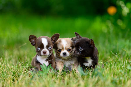 Three cute Chihuahua puppies are sitting on green Lawn on summer day. Blurred green background. Raise small pet dogs.の写真素材