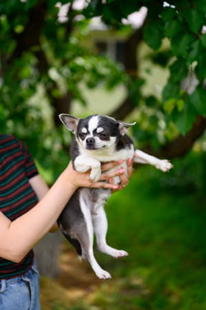 An adult Smooth-Haired Black-and-white Puppy of Chihuahua Pet is Held by Hostess in Her Hands. Puppy Squints and Looks Straight Ahead. Green Summer Garden background.の写真素材