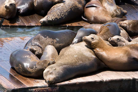 Sea lions launching on pier