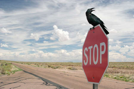 Black crow on stop sign against cloudy skyの写真素材