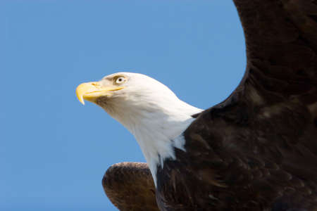 Bald eagle flying on blue sky wings open の写真素材