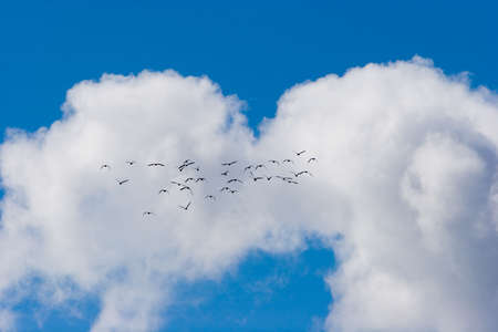 Birds flying away against clouds