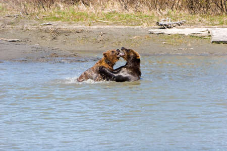 Alaskan brown bear cubs playing in waterの写真素材