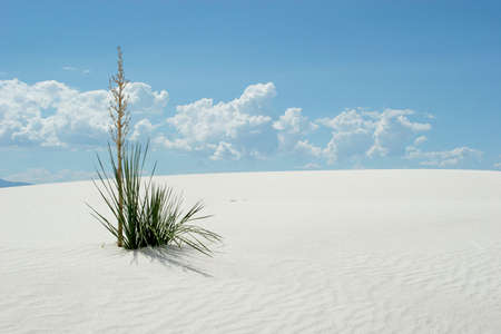 Desert plant on white sand dunesの写真素材