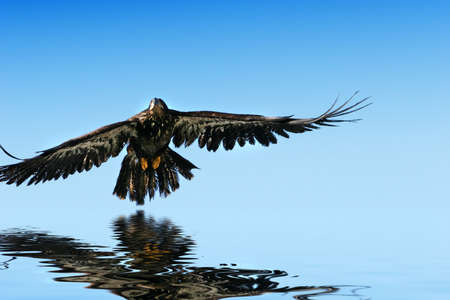 Golden eagle flying, water reflectionの写真素材