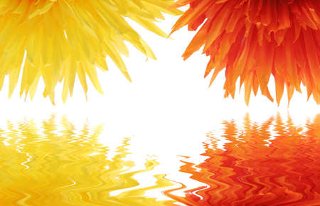 Beautiful yellow and orange daisy flowers on white backgroundの写真素材