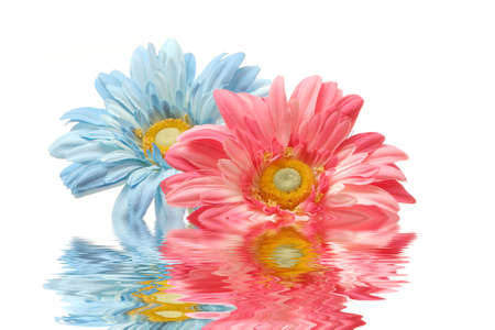 Beautiful pink and blue daisy flowers on white background