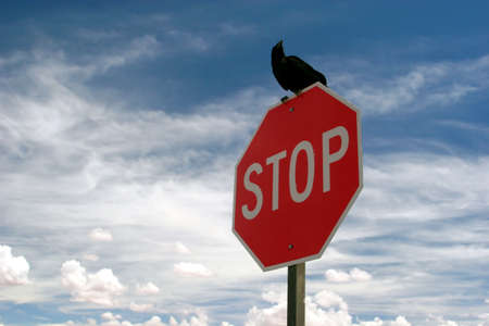 Black crow on a stop signの写真素材