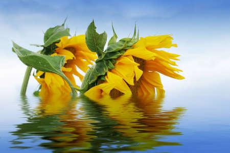 Sunflowers in open fieldの写真素材