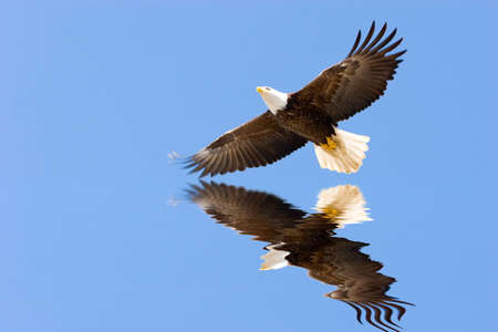 Bald eagle flying on blue skyの写真素材