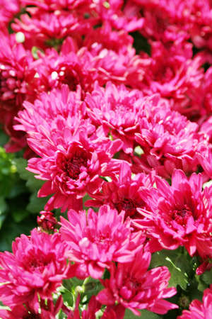 Beautiful fucshia color mumsの写真素材