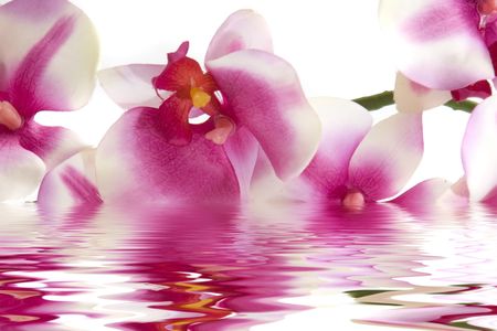 Pink orchid flower in waterの写真素材