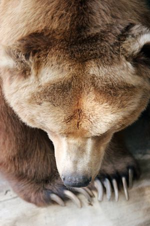 Brown bear with big clawsの写真素材