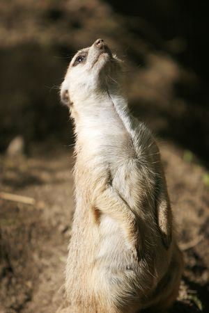 Cute meerkat standing upの写真素材