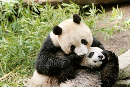 Panda bear and her cubの写真素材