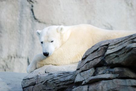 Polar bearの写真素材