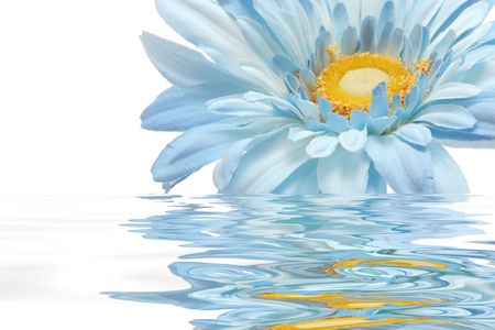 Beautiful gerbera daisy flower in waterの写真素材