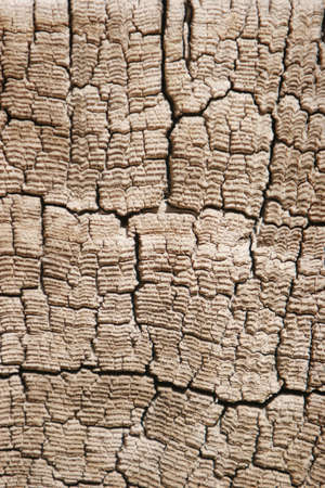 Close up of tree rings
