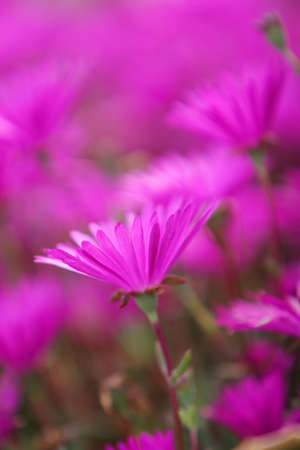 Fuchsia garden flowersの写真素材
