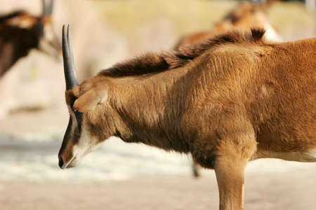 Antelope