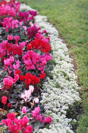 Flower bed in the gardenの写真素材