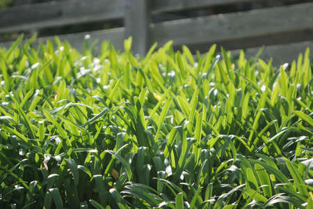 Green grass