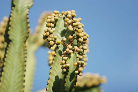 Desert cactusの写真素材