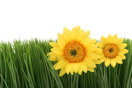 Beautiful daisies on green grassの写真素材