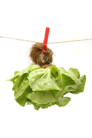Green lettuce hanging on clotheslineの写真素材