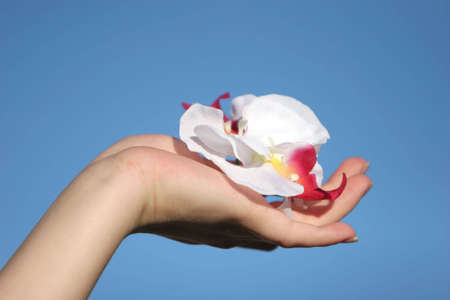 White orchid in woman's handの写真素材