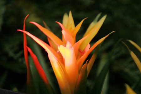 Beautiful flower closeupの写真素材