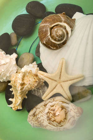 Different seashells in fresh waterの写真素材