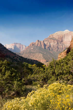 Fall season foliage in Zion National Parkの写真素材