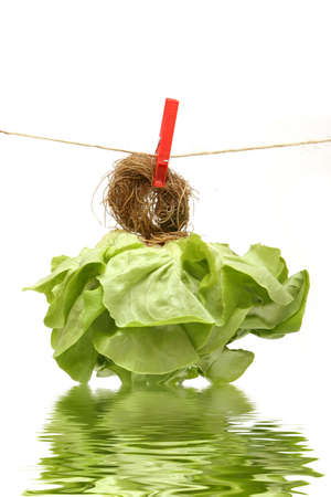 Green lettuce hanging on clotheslineの写真素材