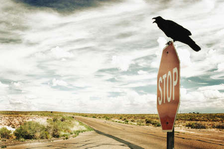 Black crow standing on stop signの写真素材