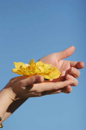 Yellow flower in woman's hand
