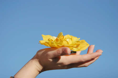 Yellow flowerの写真素材