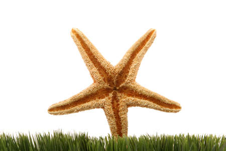 Beautiful starfish on green grassの写真素材