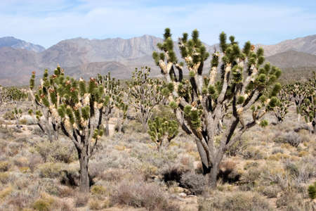 Joshua trees in the Nevada desertの写真素材
