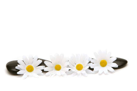 White daisies and stones isolate on white backgroundの写真素材