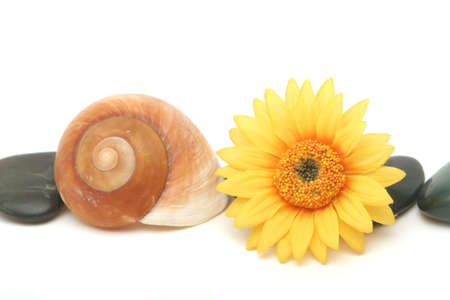 Spa stones, seashell and yellow daisy on isolated white backgroundの写真素材