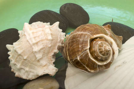 Different seashells in fresh water